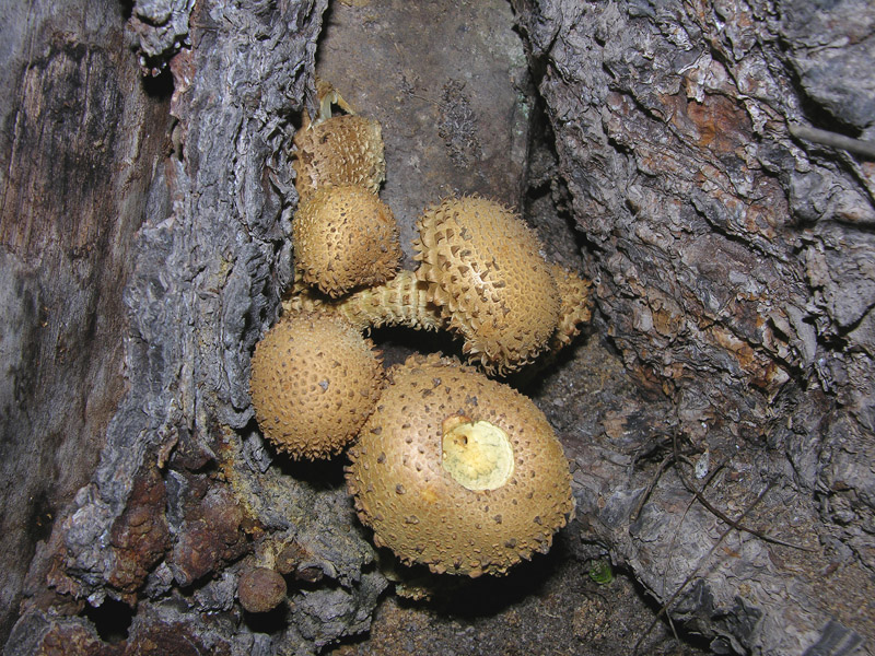 Pholiota squarrosa (Weigel: Fr.) Kummer